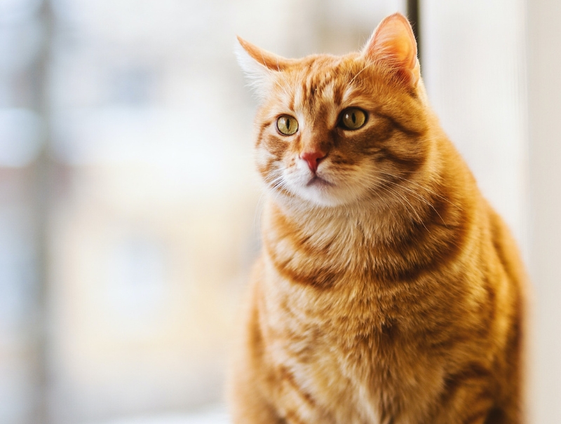 St. Francis Animal Hospital Policies