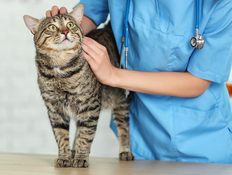 Veterinary Jobs in Roseville