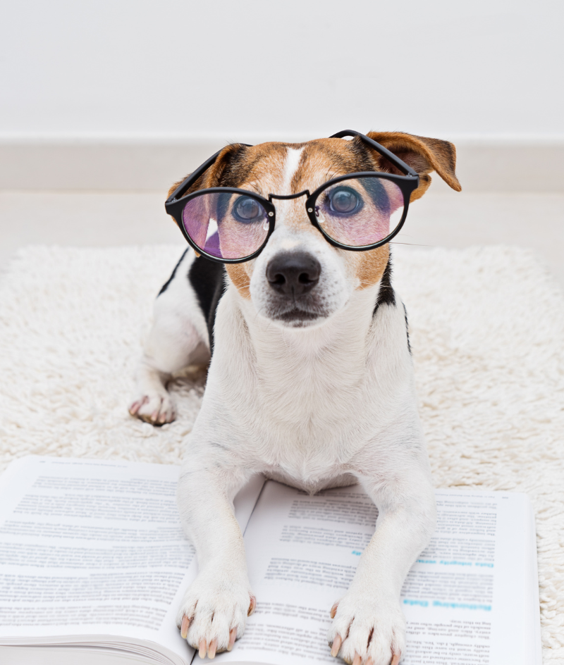 Veterinary Resources for your Pet