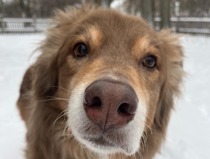 Preventive Care for Dogs