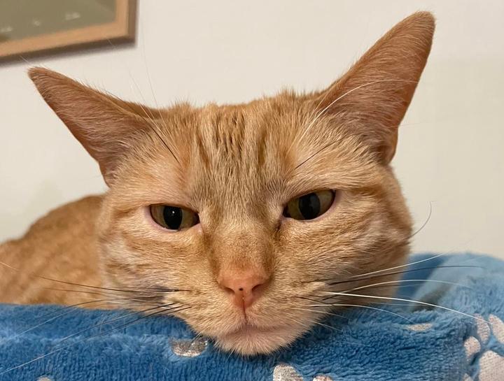 Preventive Care for Cats