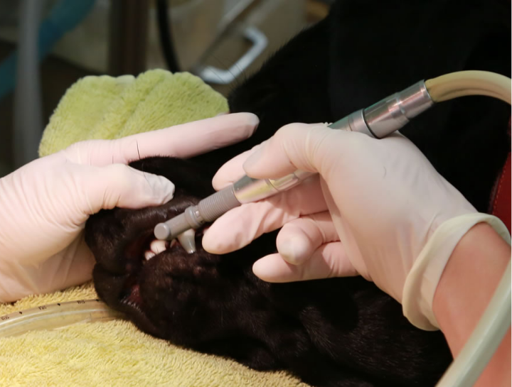 dog teeth cleaning