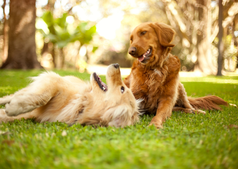 golden retriever laying in grass