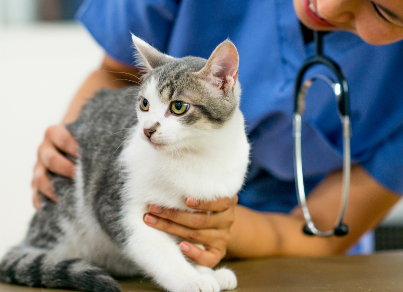 feline veterinarian