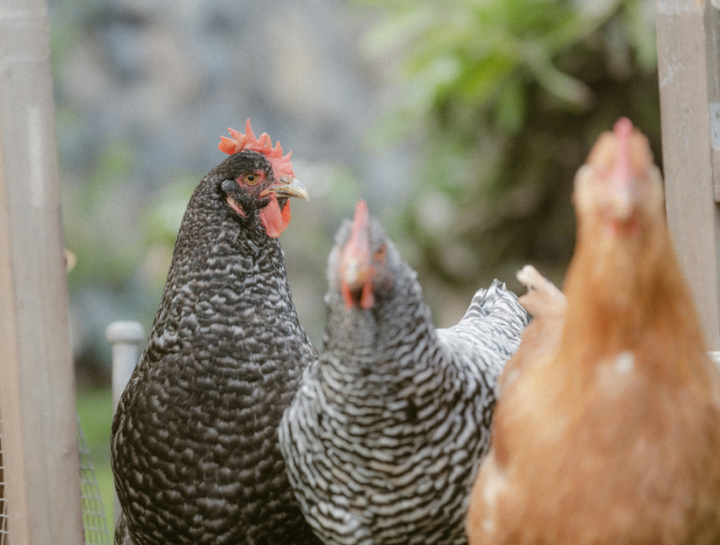 Livestock veterinarian