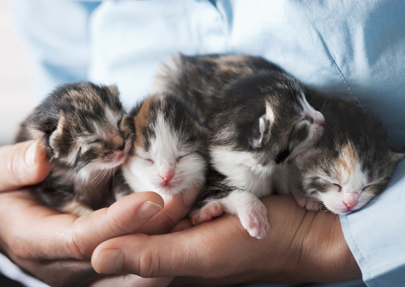 kitten vet Roseville
