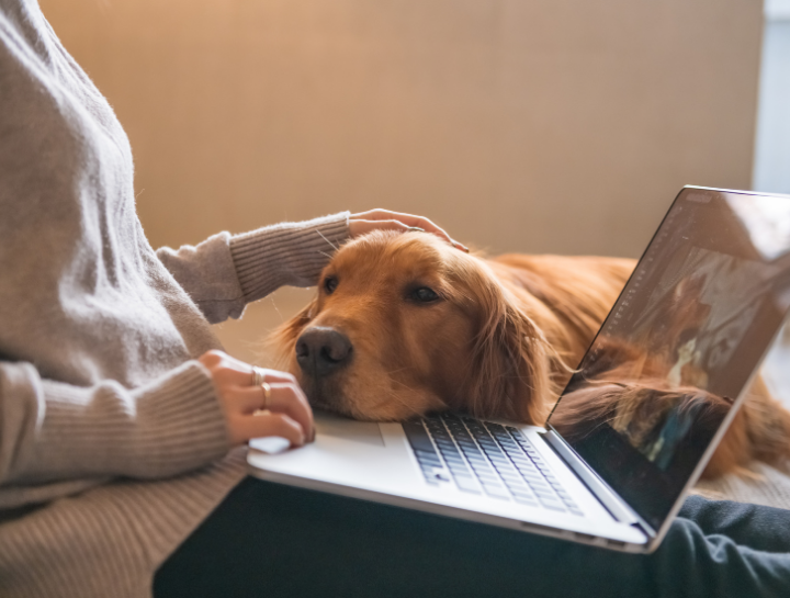 Online Veterinary Appointments