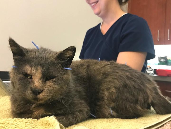 Acupuncture for Pets in $city