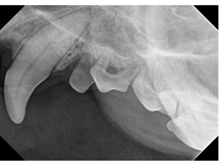 Digital Dental Radiology