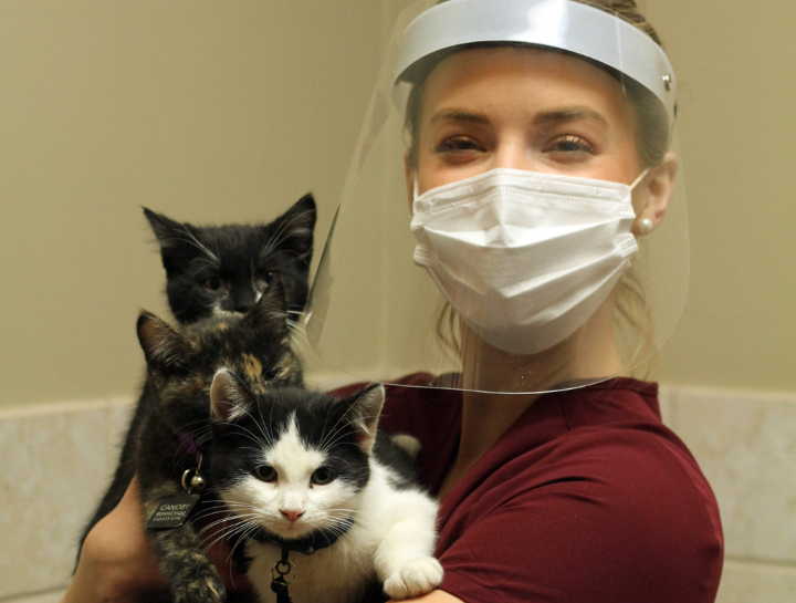 Pet Skin Allergies: scabs