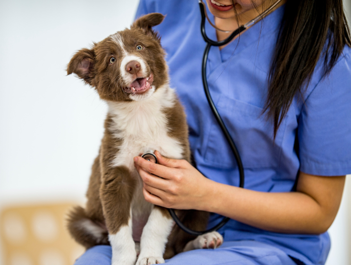 pet behavior resources