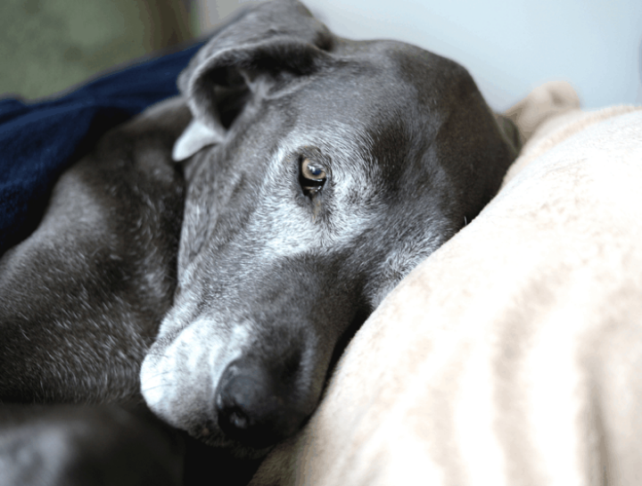Pet Euthanasia