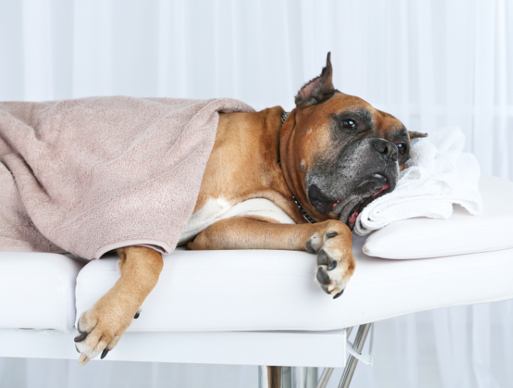 Roseville Pet Hospital