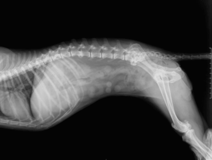 Pet Digital Radiology
