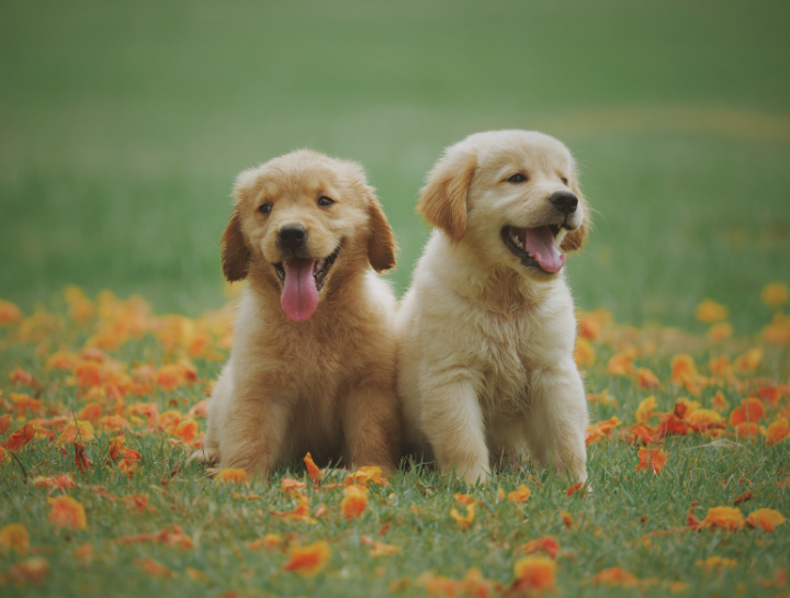 Puppy & Kitten Care 
