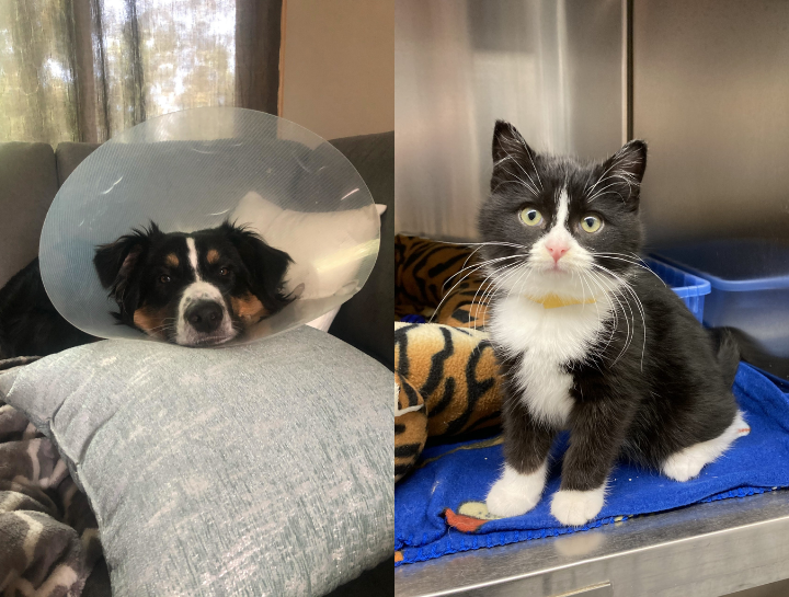 $City Veterinary Surgeries
